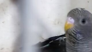 Birds and birds