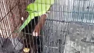 Birds birds