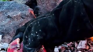 cooking flatbread steak in ashes