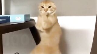 Your Cat Has Been Watching Too Many Action Movies! ????????