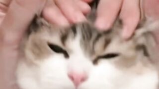 You have the world’s cutest stress reliever ????