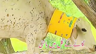 Cow ke Gale Mein balty fas gai