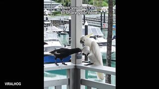 One of the Funniest Animal Videos Ever! ???? NEW Funny Animals Video