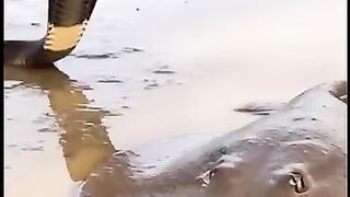 kingcobra versus octopus