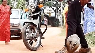 Indian versi kingkobra