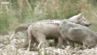 Wolves Defend Pups from a Bear.mp4.2026