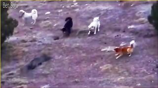 Dog s Unbelievable Escape from Deadly Leopard and Jaguar Encounter!.mp4.2026