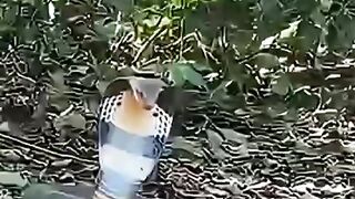 King cobra versus landak