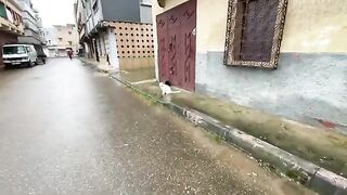A cute cat, unlike a white cat, refuses to approach us unless he is...