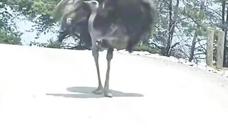 Ostrich