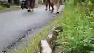 Ular di tangkap oleh warga