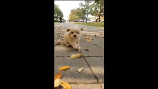 #shorts tiktok baby dog funny video Compilations ???? tiktok baby dog funny#-funnypets