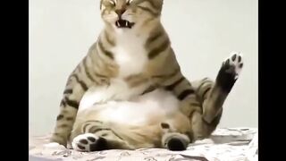 Смешные_коты????Funny_animals