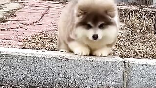 Sweet Cute Lovely Dog Play