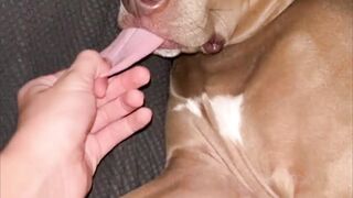 Funny Dog