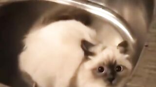 Funny animals | Adorable cats and dogs 2023