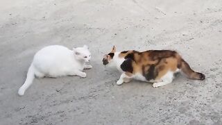 Cat fighting attack