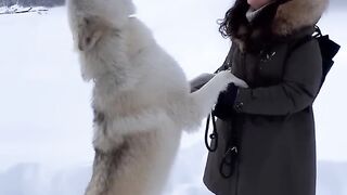 Amazing Snow Wolf
