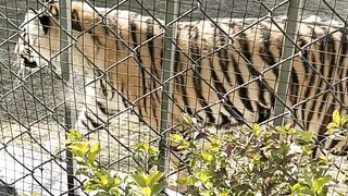 Zoo in pakistan