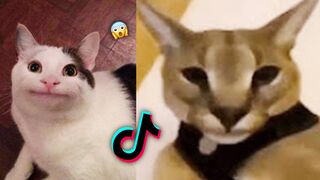 Hecker and Beluga Tiktok Epic Compilation