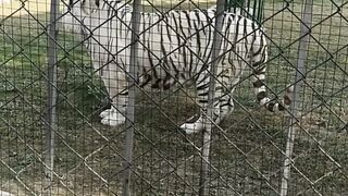 White tiger in pakistan zoo