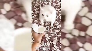 Vídeo divertido com animais