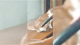 Vídeos de animais