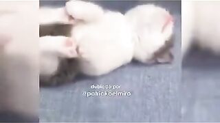Bichos manhosos