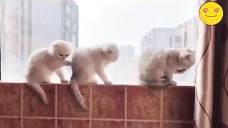 Funny animals