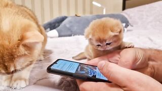 Pinky is looking for adventure ???? Funny kitten