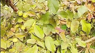 Guava orchard in my village / amrod ka baagh mere Gao may