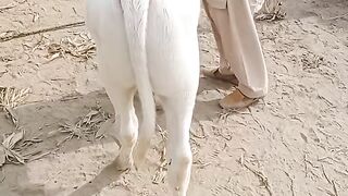 Beautiful pink nose bchra amazing Beauty.