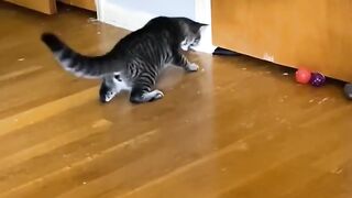 The funniest animals