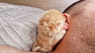 A stern man's Ear was Attacked by a Tiny Kitten
