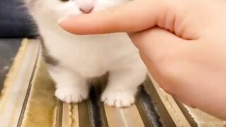 Cute Little Kitten ????❤️ #shorts #trending #ytshorts #youtubeshorts #kittens