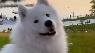 Cute Animals (Dog vs Wolf)