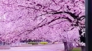 Beautiful view of nature 123