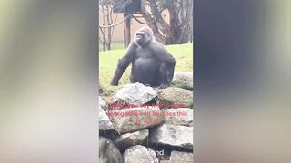 Cute Monkeys Funny - Video All Funny Monkey Compilation