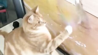 billu dgk tiktok funny video 2023
