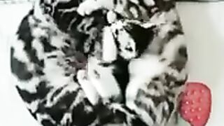 Cute Cat Family