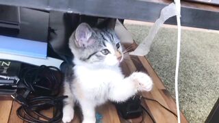 Animal Sounds//different cats colors and sounds