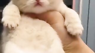 Cute Little kitten ❤️???????? #shorts #ytshorts #trending #viral