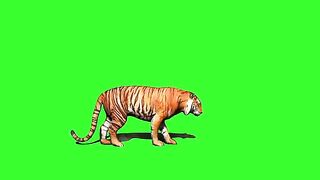 Green Tiger Video