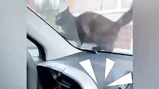 It's time to laugh with adorable cats and kittens...????????