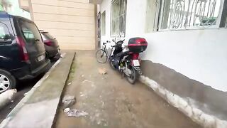 Two male cats want to mate with the cute female cat who came to us asking for food.