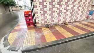 We fed the hungry cats of this neighborhood under the beautiful rain.