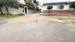 Nous avons donné à manger à Maman la chatte et à ses chatons affamés et affectueux.