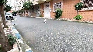 The stray cat, Abu Shuaib, developed a great appetite for food.