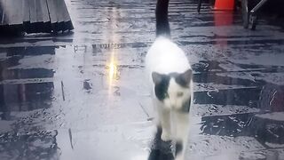 ميمو يتمختر