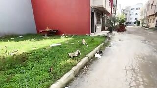 Two cute cats lovingly come to us for food.